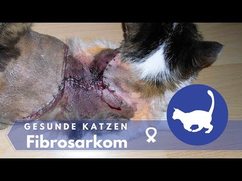 Video: Knochenkrebs (Fibrosarkom) Bei Katzen