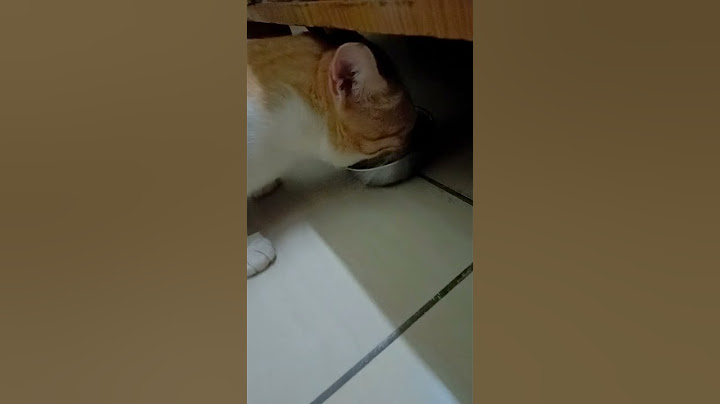 #catfunny #cat என்னால தான் நம்ம நாளைக்கு நம்ம நான் தான் ஸ்கூல்ல போட்டுருவாங்க