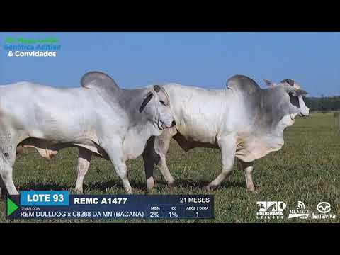 LOTE 93 - DUPLO - 16º Mega Leilão Genética Aditiva e Convidados.