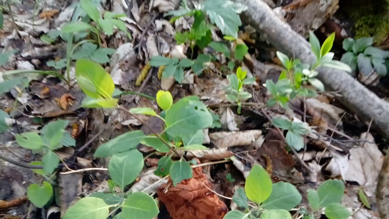 Строчок островерхий - Gyromitra fastigiata