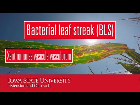 Video: Rozdíl Mezi Bacterial Leaf Blight A Bacterial Leaf Streak