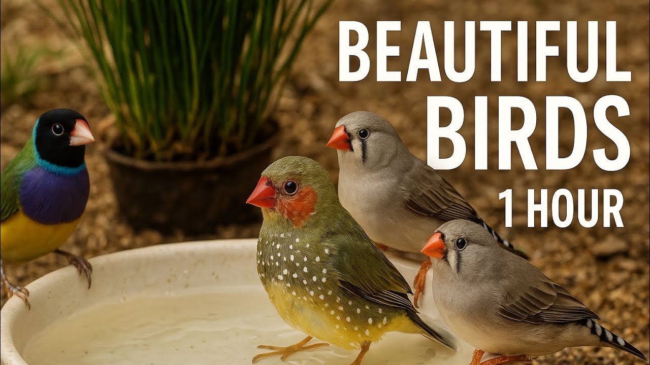 1 Hour of Beautiful Finches – Relaxing Bird Sounds from the Aviary