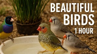 Download Lagu 1 Hour of Beautiful Finches – Relaxing Bird Sounds from the Aviary MP3