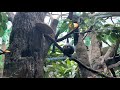 April 14 - Pygmy Marmosets