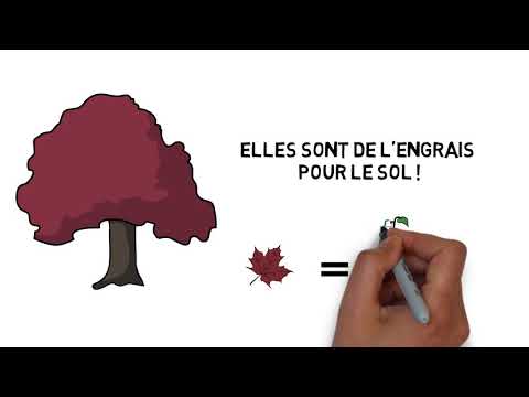 Vidéo: Que Peut-on Faire Avec Les Feuilles Mortes