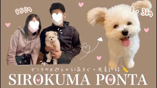 ポメプー子犬の1歳までの成長記録