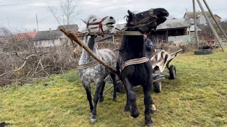 Коні Ваговози. Кобила на Продаж. Запрягли Вперше Сільвера.Перша Поїздка🐴🐴🐴💪💪💪