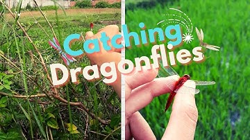 Bắt Chuồn Chuồn - Vé Về Tuổi Thơ 🌾