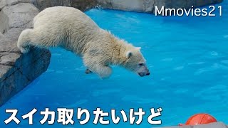Polar Bear eat watermelon, butスイカを取りたいけど・・警戒するリラ