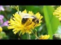 Детям о животных - Пчёлы - От слона до муравья (Выпуск 26)