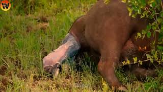 15 Crazy Moments! Hero Buffalo Saves Calf From Pride Of Lions | Animal World