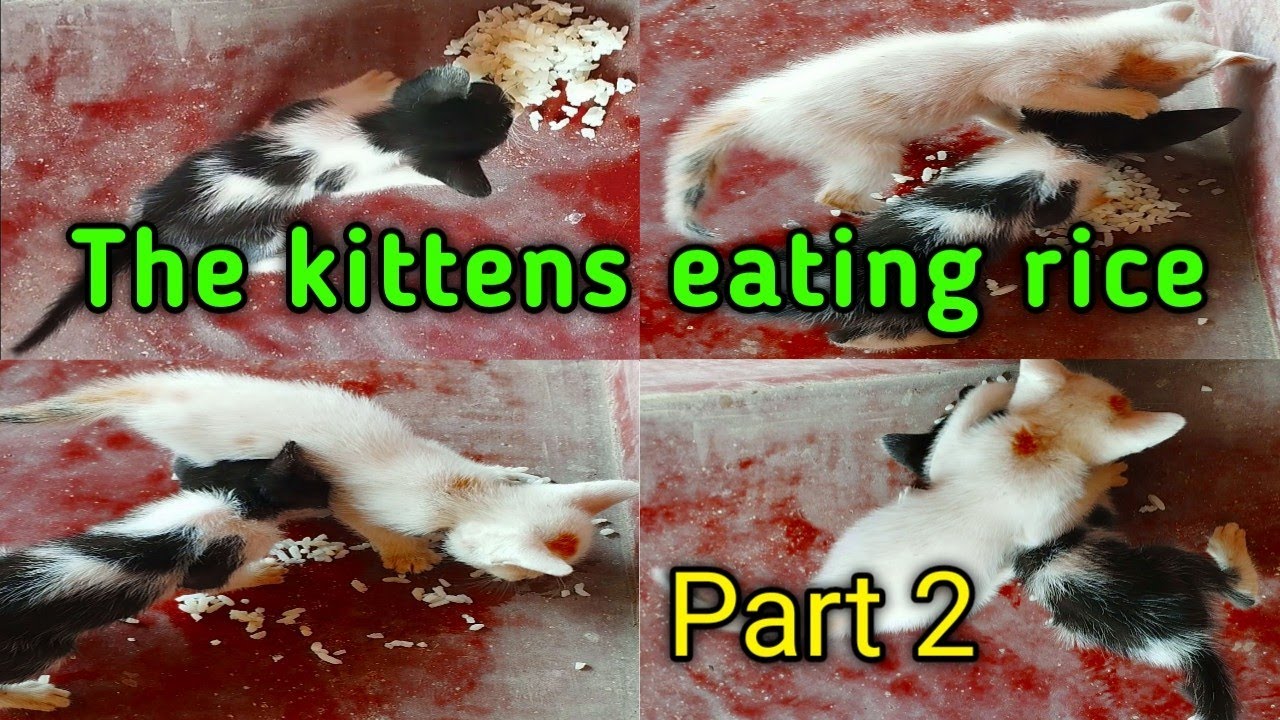 Part 2 how to the kitten is eating rice for the first time kittens