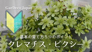 はじめてのクレマチス・ピクシー基本の育て方５つのポイント