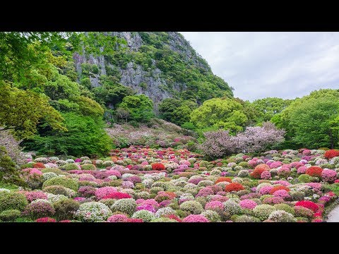 御船山楽園 花まつり 万本のつつじが織り成す絶景 佐賀県の観光情報