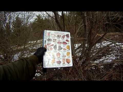 Пользуюсь определителем: грибы и лишайники