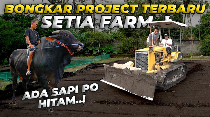 BARU KALI INI GW LIAT SAPI PO WARNA HITAM, DAN JINAK BANGET..!