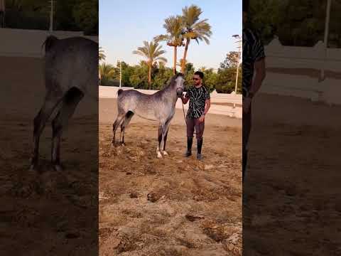حبايب فلبي