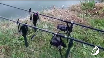 Carp Run COMPILATION 2020! PART 55!