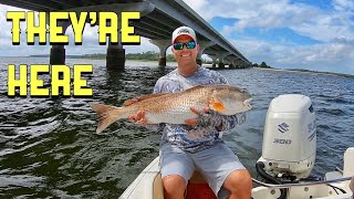 How to Catch Bull Redfish - Hilton Head SC