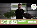 How to grow radish microgreens