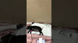 French Bulldog C-section from sedation C-Section French Bull Dog Puppy’s and Vet check 😱😱😱😱😱😱!!!!!