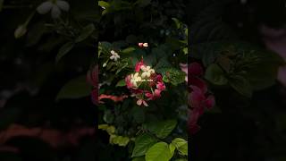 Tu mila sab kuch mila..❤️🩹💞 #shorts #love #viral #song #music #viralsong #trending #ytshorts