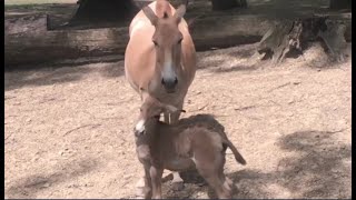 Onager Mother and Foal