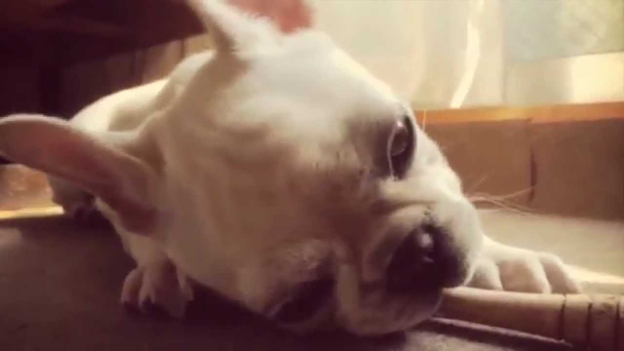 フレブル:こうめさん 木の棒に夢中 French bulldog play with a wooden stick - YouTube