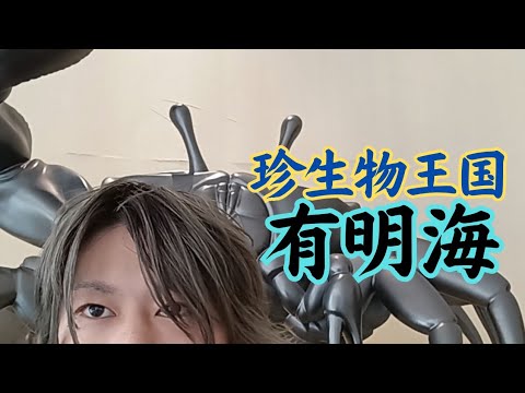 干満差日本一の有明海は、絶景と珍動物の宝庫でした