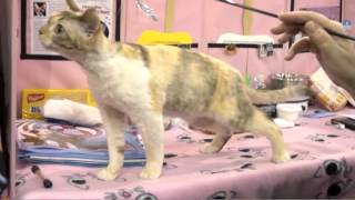 Devon Rex Cat Breed