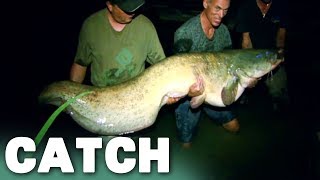 147 Pound Monster: A Wels Catfish | River Monsters | Catch