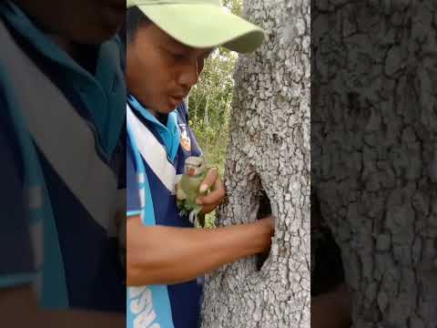 Man catches parrot in a hole tree