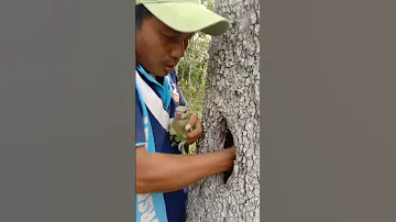Man catches parrot in a hole tree