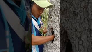 Man catches parrot in a hole tree screenshot 3