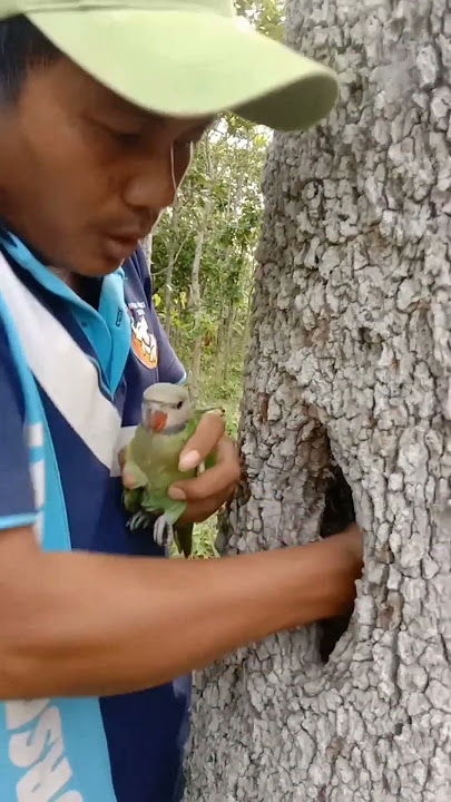 Man catches parrot in a hole tree