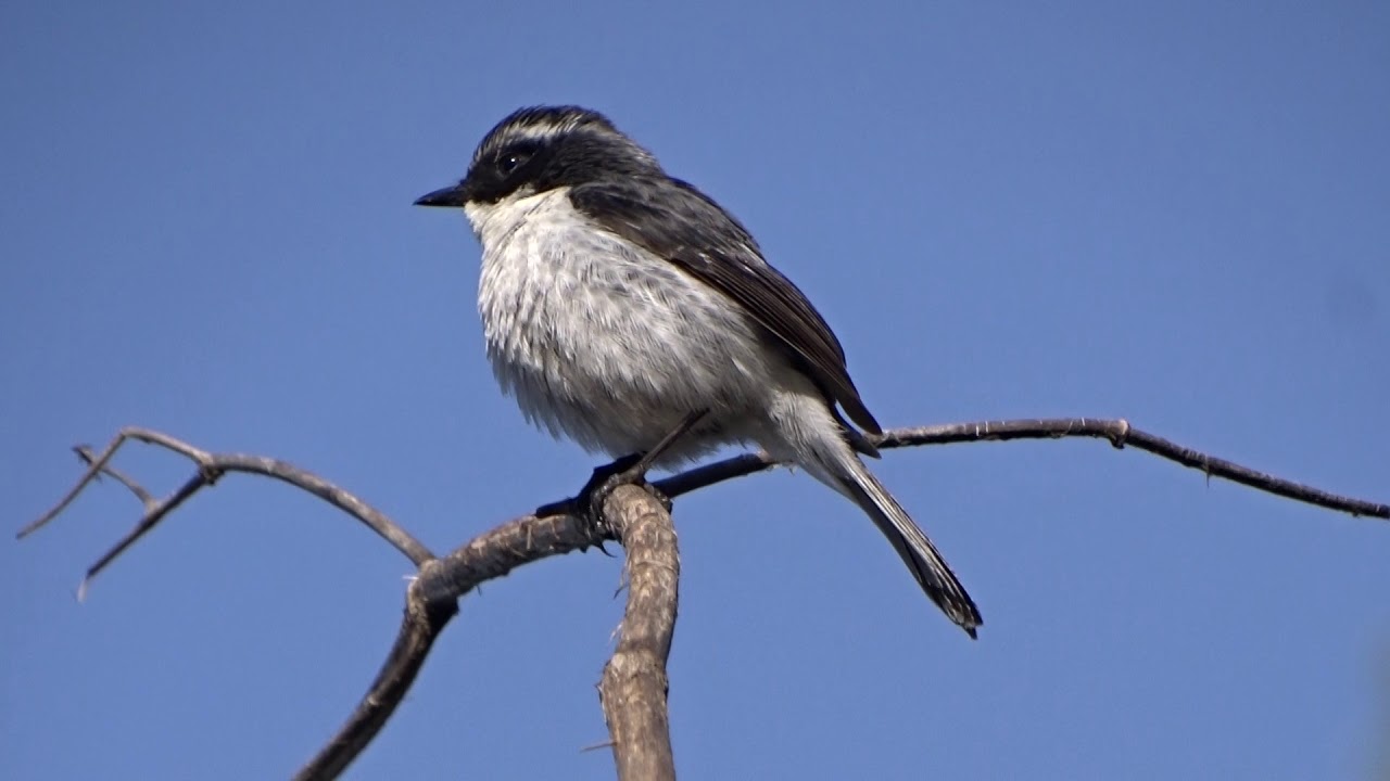 Male Grey Bushchat singing