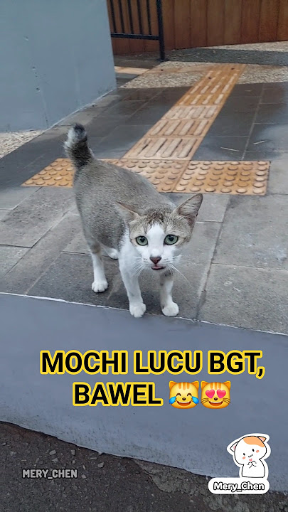 Mochi lucu, bawel krn nunggu kelamaan 😹😻 #kucing #kucinglucu #cat #streetcat #cutecat #straycat