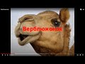 Верблюжонок