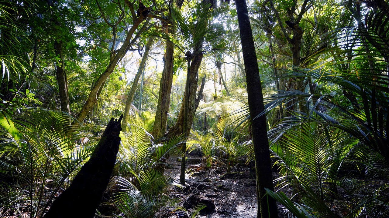 Awaruku Bush Reserve, New Zealand