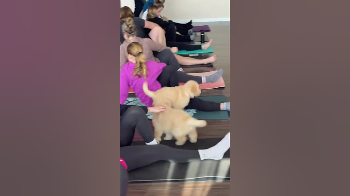My Yoga Class Got Invaded by FLUFFY CHAOS! #subscribe #goldenretriever #shortmusic