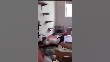 Chaos visualized in mere seconds, demonstrated by a room full of cats and several props