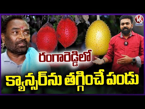 Exotic Gac Fruit Farming In Imam Guda(Ranaga Reddy) |Cultivation, Investment & Profits Explained| V6 - V6NEWSTELUGU