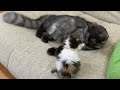 先住猫が子猫を溺愛しています【保護猫】
