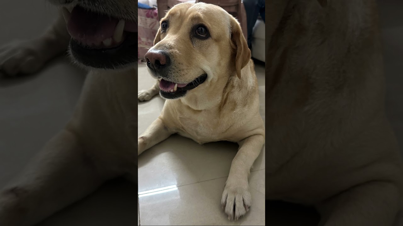 Jenny the lab # dog #dog #labrador #lab #labradorretriever #dogshorts #doglove — Gaming Insaan Rushi YouTube video