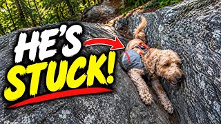 The Trail Got a Little Too Technical for Leo - Vermont Long Trail Day 15