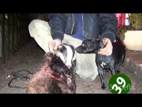 patterdale terrier ratting