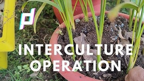 Intercultural operations in pots