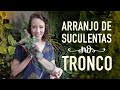 Arranjo de Suculentas no TRONCO