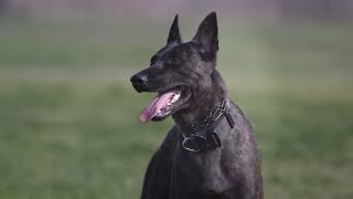 SIG THE AMAZING DUTCH SHEPHERD