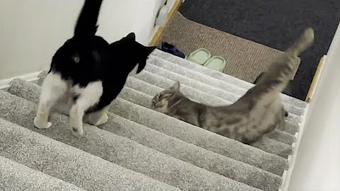 Cat Falls Down The Stairs